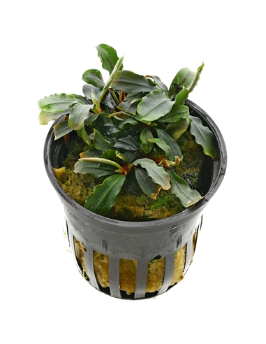 Bucephalandra Deep Purple - 2103368