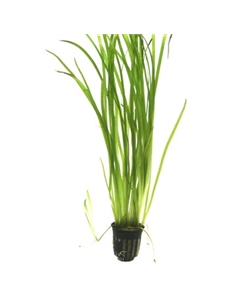 Vallisneria spiralis - 2101688
