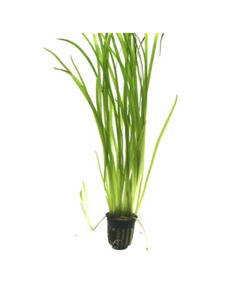Vallisneria spiralis - 2101688