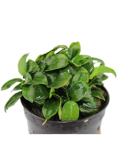 Anubias nana Coin - 2104483