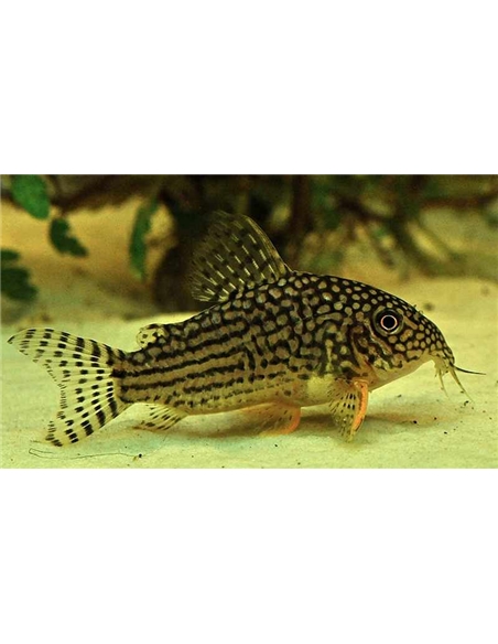 Corydora Sterbay - 2100734