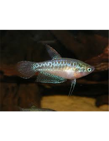 Gourami Pigmeu - TRICHOPSIS PUMILLUS - 2103334