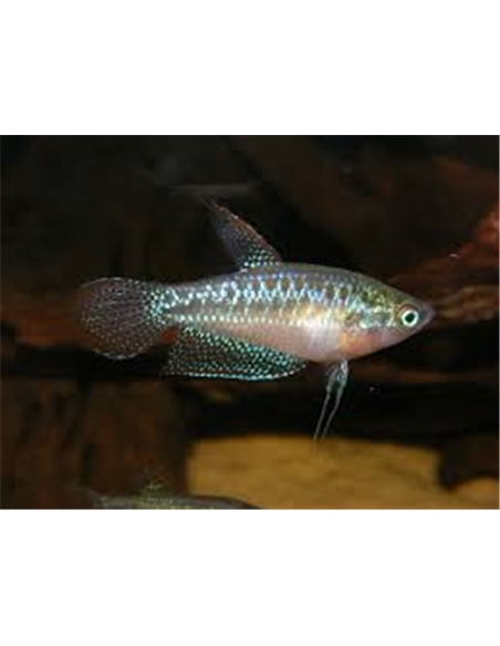 Gourami Pigmeu - TRICHOPSIS PUMILLUS - 2103334