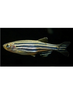 Danio Zebra - Brachydanio Rerio