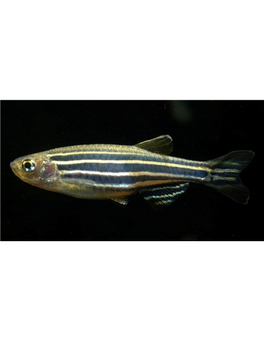 Danio Zebra - Brachydanio Rerio - 2102399