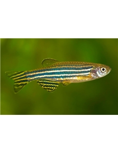 Danio Zebra - Brachydanio Rerio - 2102399 2