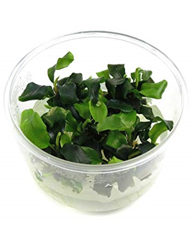 Bucephalandra wavy Green - in vitro cup - 2104545