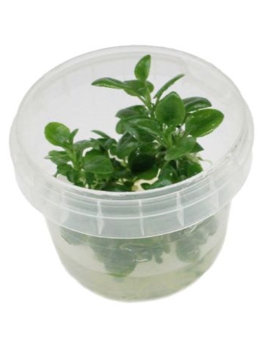 Lobelia cardinalis Mini in vitro cup - 2104550