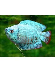 Colisa Azul Cobalto Fêmea - Colisa Lalia - 2104578