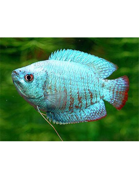 Colisa Azul Cobalto Fêmea - Colisa Lalia - 2104578