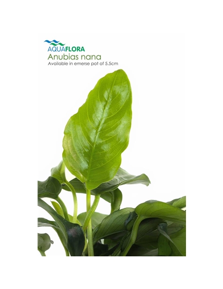 Anubias nana - 2101538