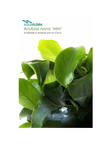 Anubias nana - 2101538