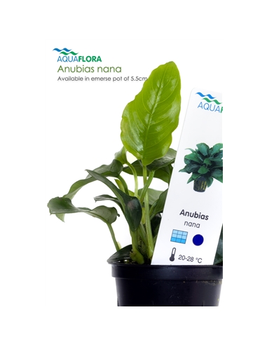 Anubias nana - 2101538