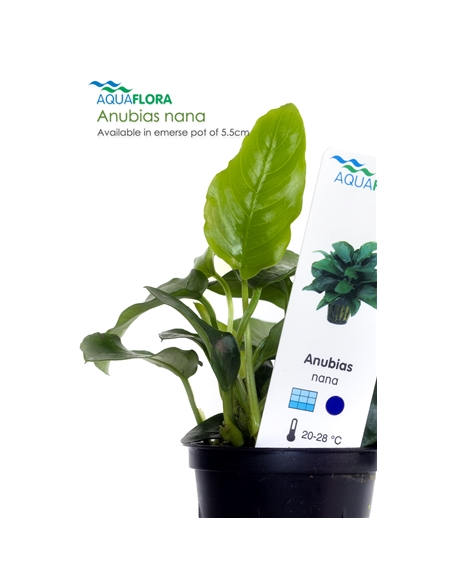 Anubias nana - 2101538