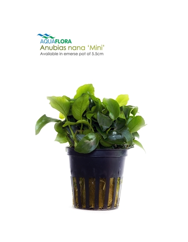 Anubias nana - 2101538