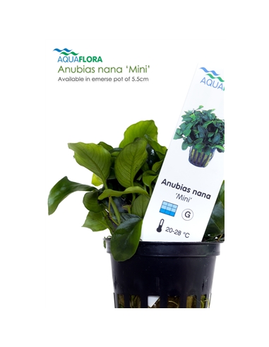 Anubias nana - 2101538