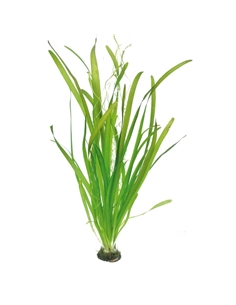 Vallisneria gigantea - 2101685