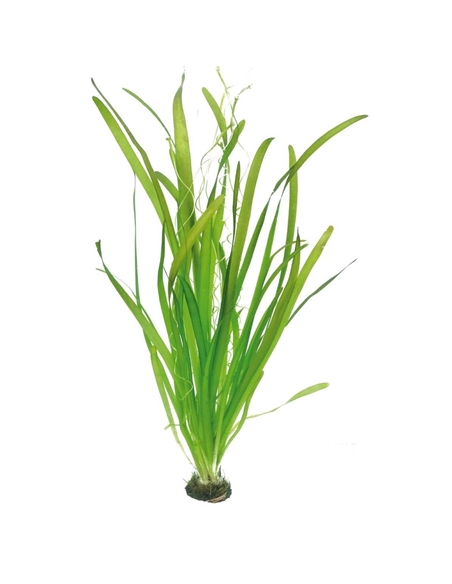 Vallisneria gigantea - 2101685