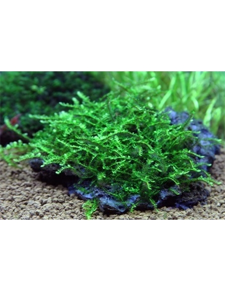 Vesicularia Species - 2103332