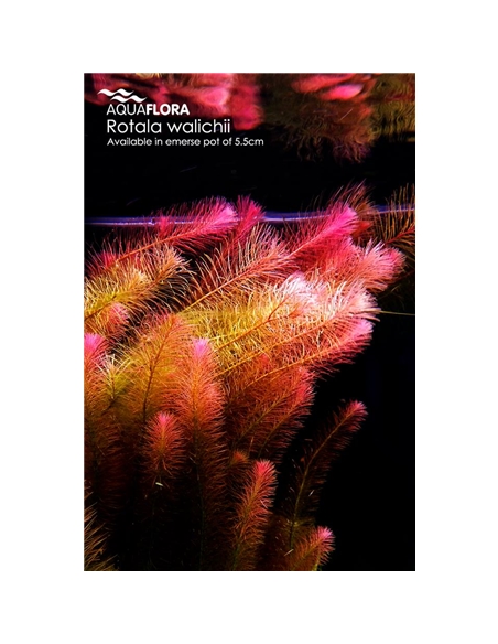 Rotala walichii - 2101676