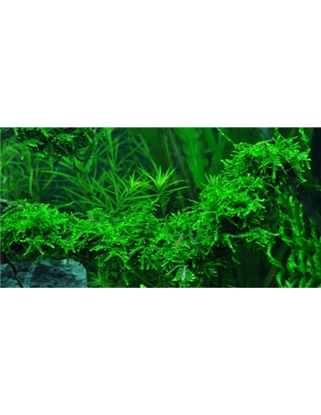 Vesicularia ferriei Weeping In Vitro Cup - 2101510