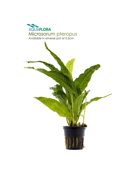 Microsorum pteropus - 2101651