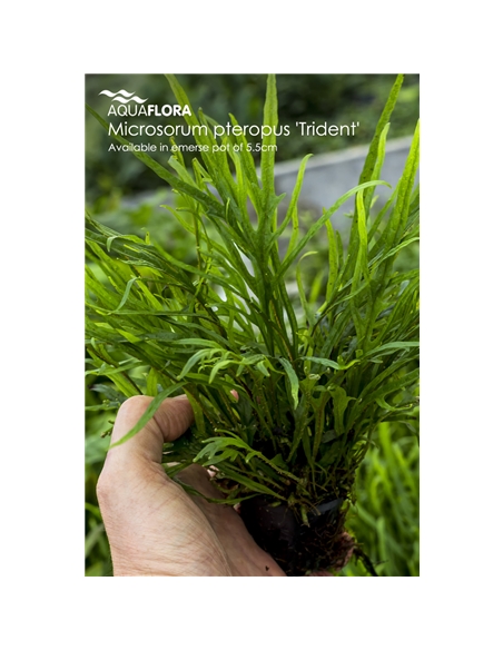 Microsorum pteropus - 2101651