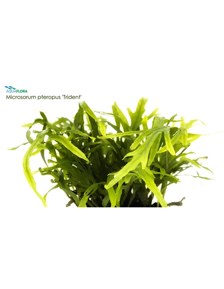 Microsorum pteropus - 2101651