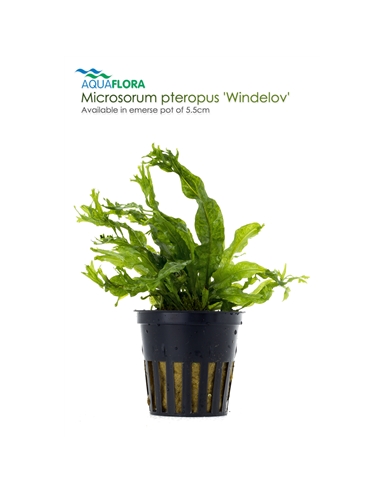 Microsorum pteropus - 2101651