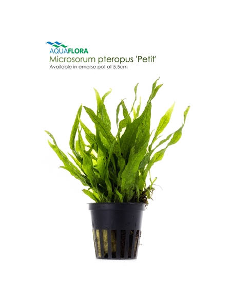 Microsorum pteropus - 2101651