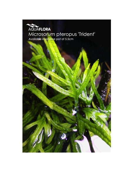 Microsorum pteropus - 2101651