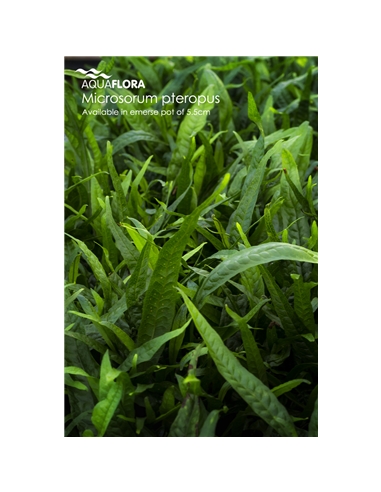 Microsorum pteropus - 2101651