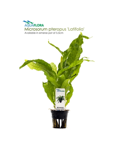 Microsorum pteropus - 2101651