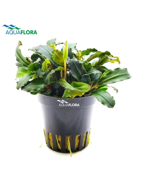 Bucephalandra Lamandau Mini Red - 2104026