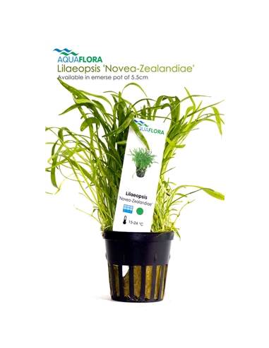 Lilaeopsis Novea-Zealandiae - 2101631