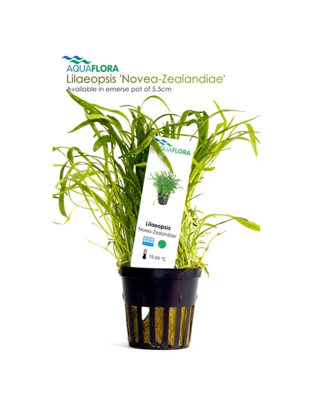 Lilaeopsis Novea-Zealandiae - 2101631