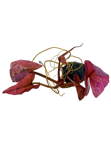 Nymphaea Lotus Red Bulb - 2102735