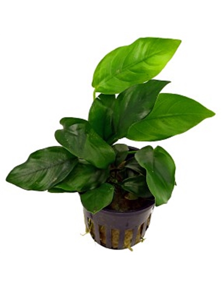 Anubias species - 2101540