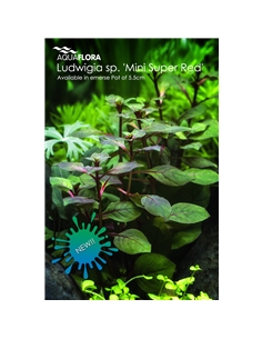 Ludwigia sp. Mini Super Red - 2101641
