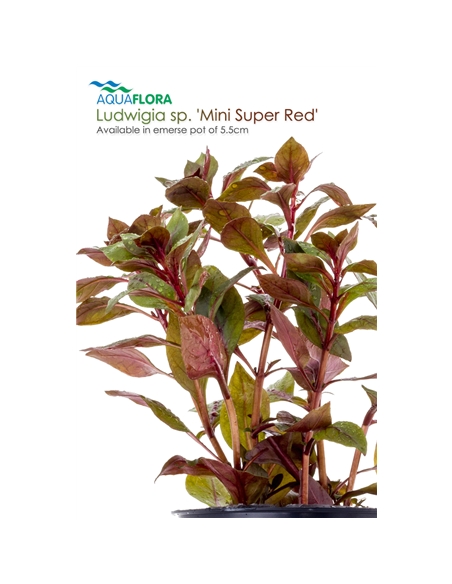 Ludwigia sp. Mini Super Red - 2101641