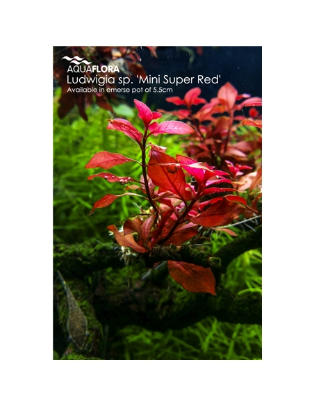 Ludwigia sp. Mini Super Red - 2101641