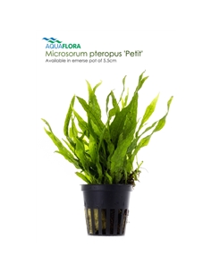 Microsorum pteropus Petit - 2101653