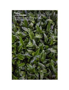 Cryptocoryne mix - 2101561