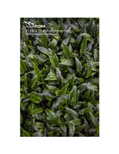 Cryptocoryne mix - 2101561