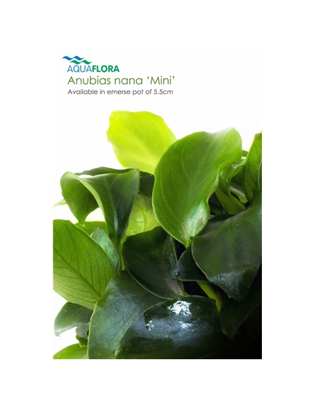 Anubias nana mini - 2101539