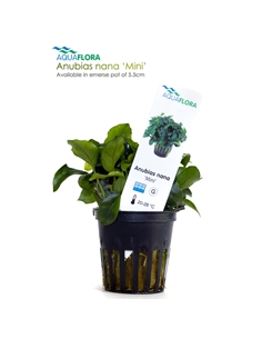 Anubias nana mini - 2101539 2
