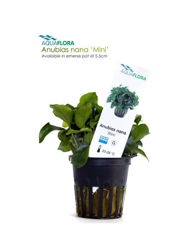 Anubias nana mini - 2101539