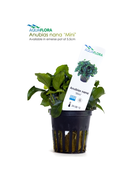 Anubias nana mini - 2101539
