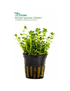 Rotala species Green - 2101674