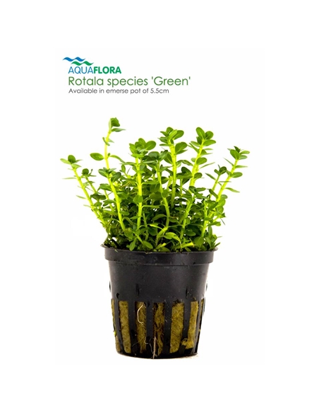Rotala species Green - 2101674